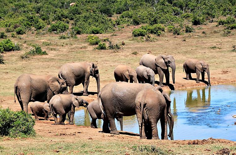 elefantes rio espiritualidade animal