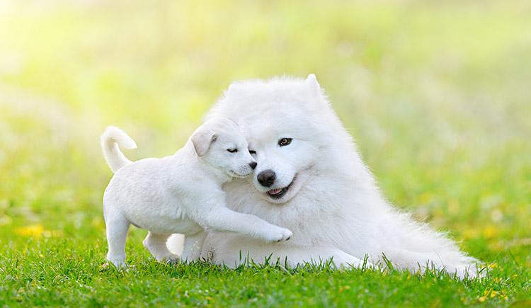 fihote e cadela brancos