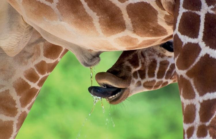 girafa bebendo urina