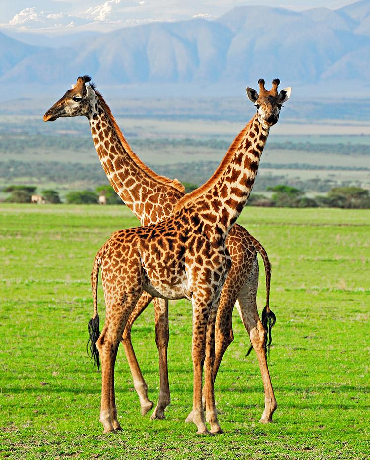girafas mundo animal