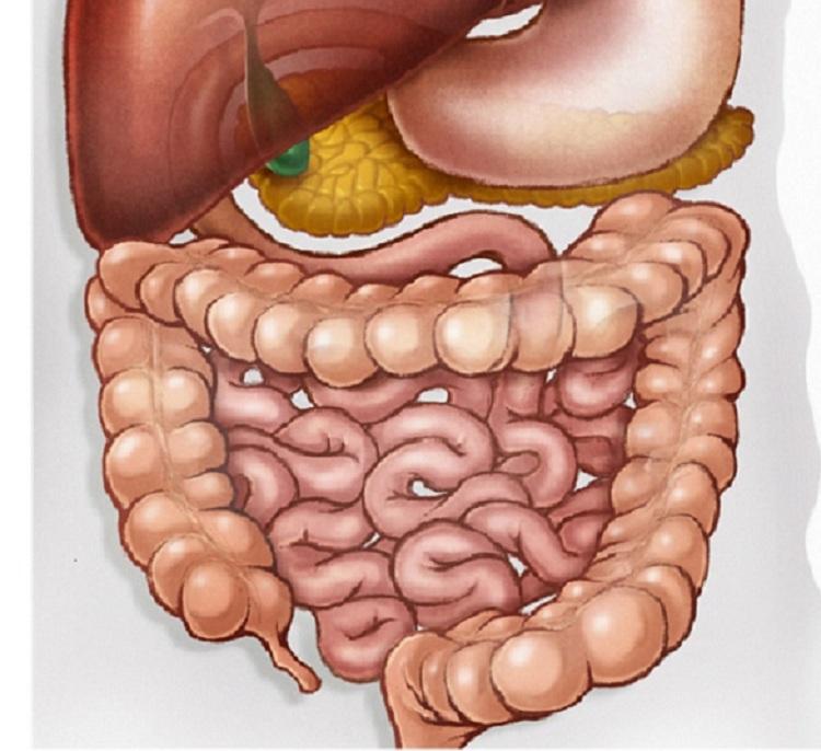 ilustração de um intestino