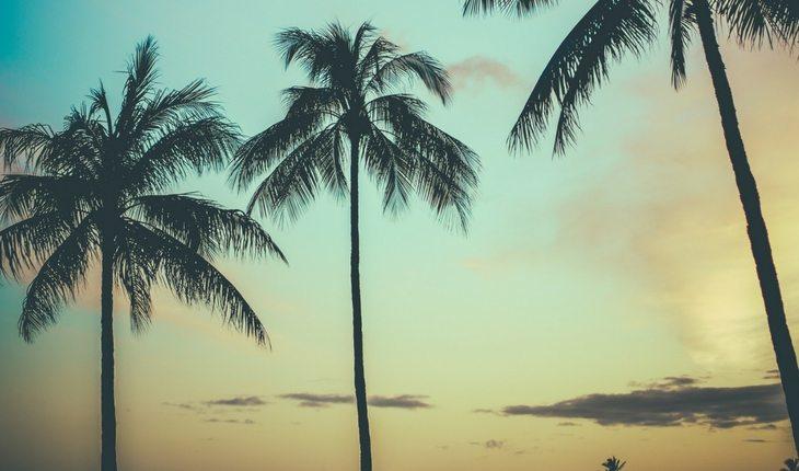 Árvores palmeiras no pôr-do-sol