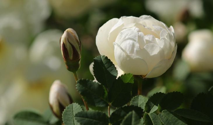 plantação de rosa branca