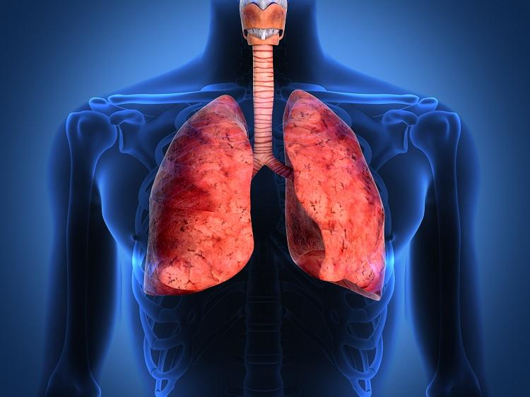 Corpo Humano, pulmões, sistema respiratório