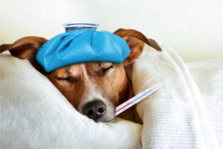 cachorro doente, deitado na cama com uma bolsa térmica na cabeça e um termômetro na boca