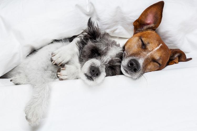 cachorros-dormindo-cama-sonho