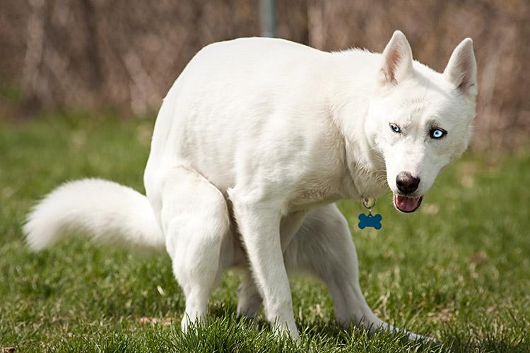cão branco defecando