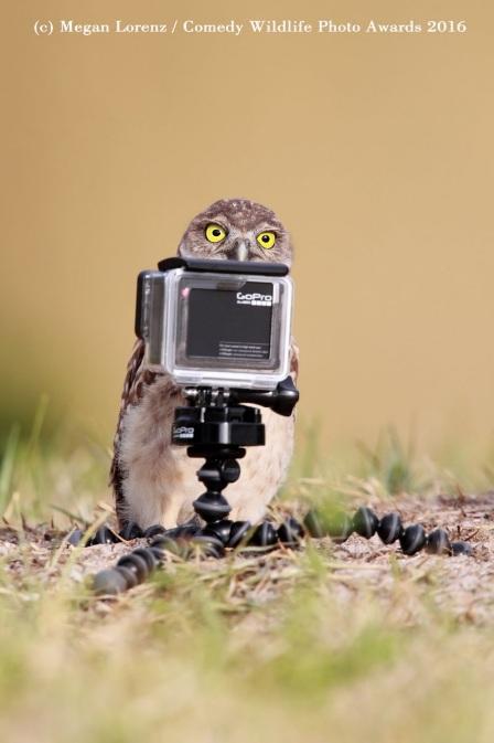 coruja atrás de uma máquina fotográfica