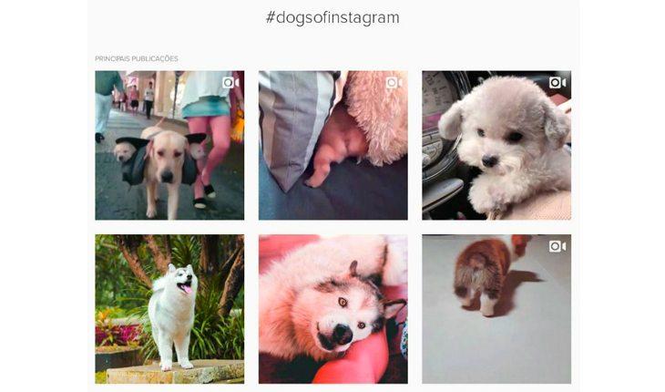Na foto há o print da tela de um computador quando é pesquisada a hashtag dogsofinstagram na pesquisa. Há várias fotos de cães.