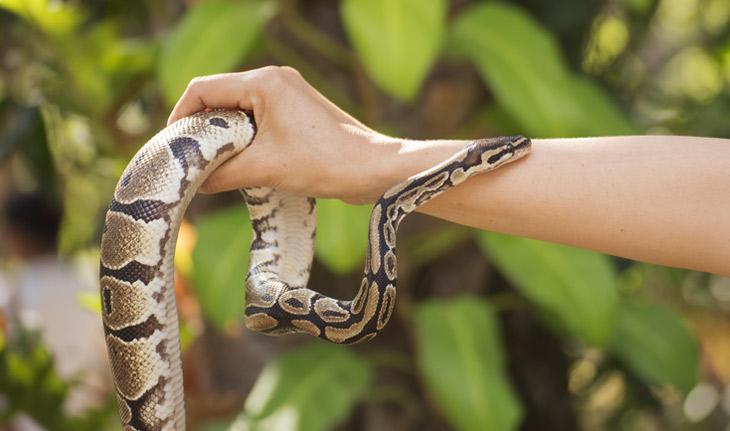 mão segurando uma cobra