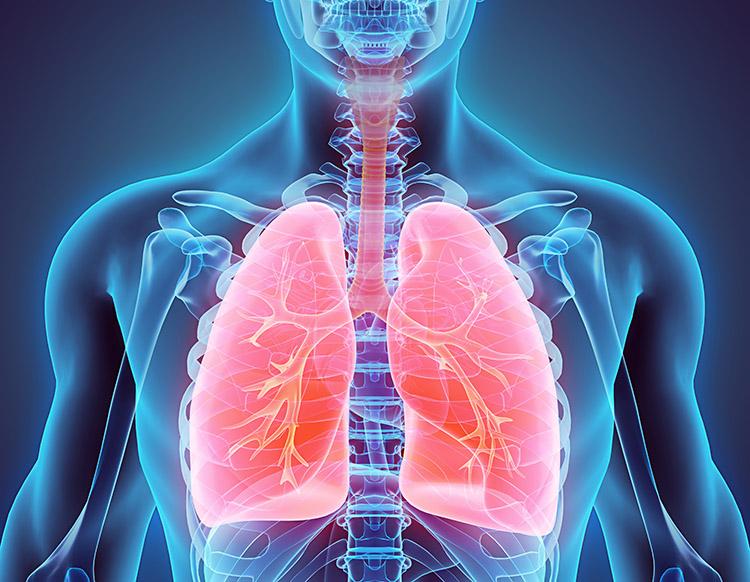 ilustração de pulmões 