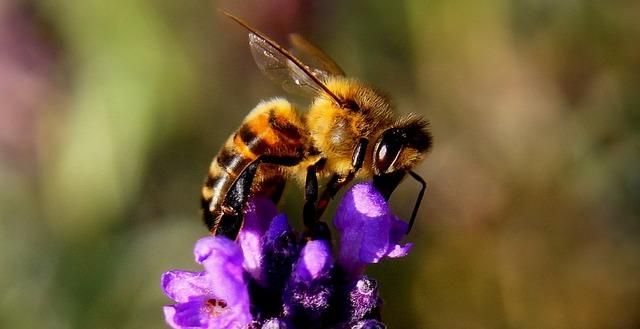 Foto de uma abelha em cima de uma flor roxa