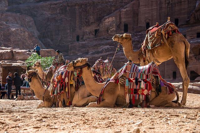 Imagem de três dromedários descansando em uma caravana no deserto