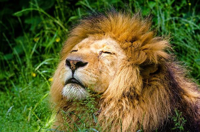Imagem de um leão deitado na grama de olhos fechados