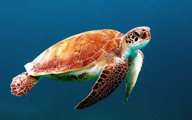 Foto de tartaruga no fundo do oceano.