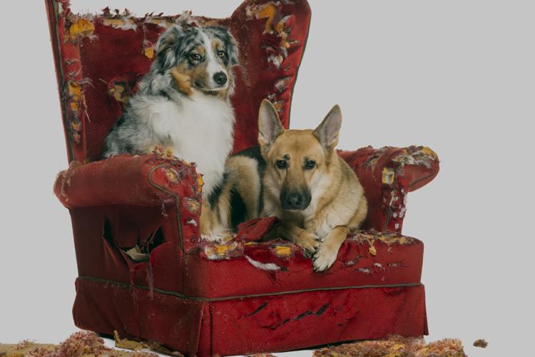 cachorros sentados em poltronas destruídas