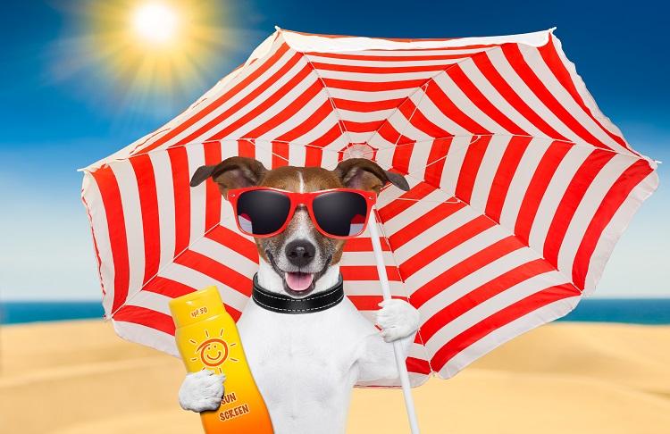 montagem com cachorro de óculos de sol
