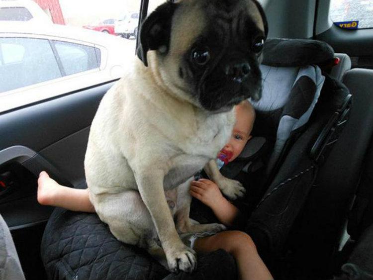 Cachorro sentado com bebê no carro