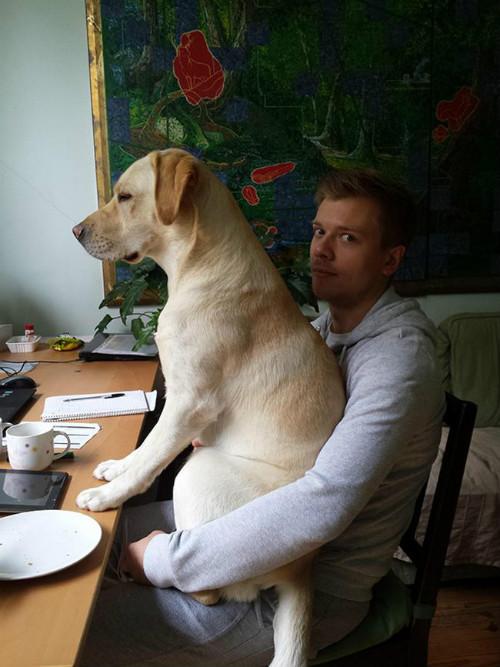 Cachorro sentado no colo homem mesa de jantar