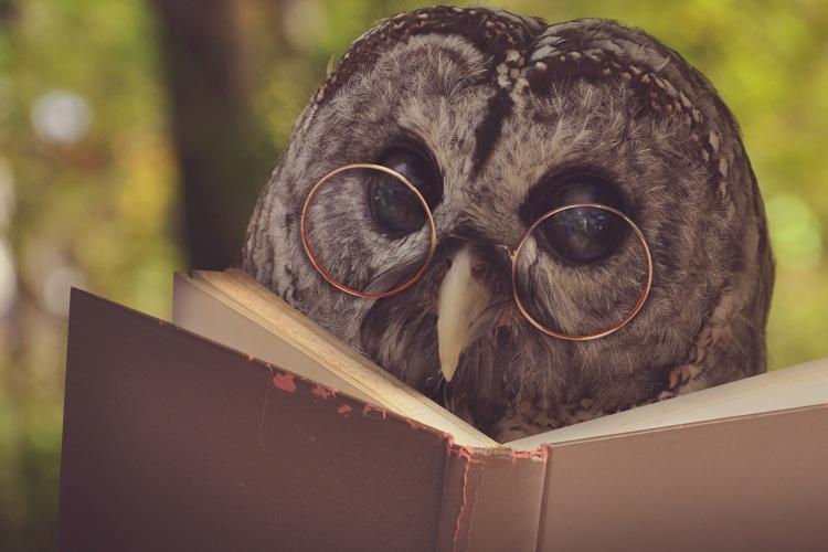 coruja-oculos-ler-livro