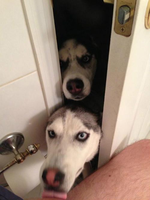 Dois cachorros na porta olhando para camera