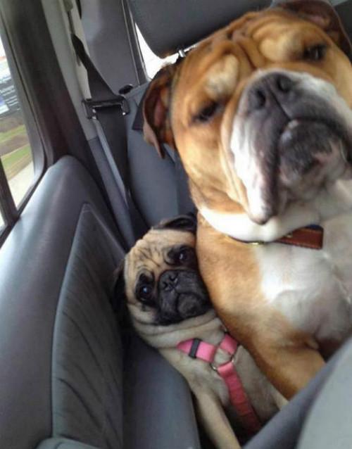 Dois cachorros sentados no carro
