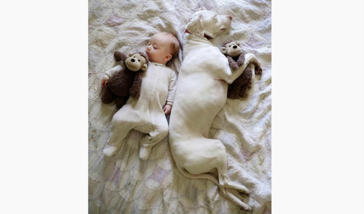 fotos da amizade cadela Nora e o bebê Archie dormindo com macaco de pelúcia Instagram