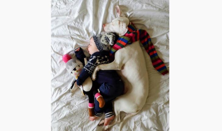 fotos da amizade cadela Nora e o bebê Archie dormindo com pinguim de pelúcia Instagram