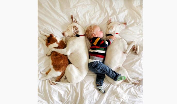fotos da amizade cadela Nora e o bebê Archie Remi e Jack o gato Instagram