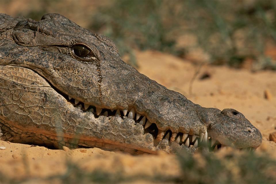 ditados populares lagrimas de crocodilo