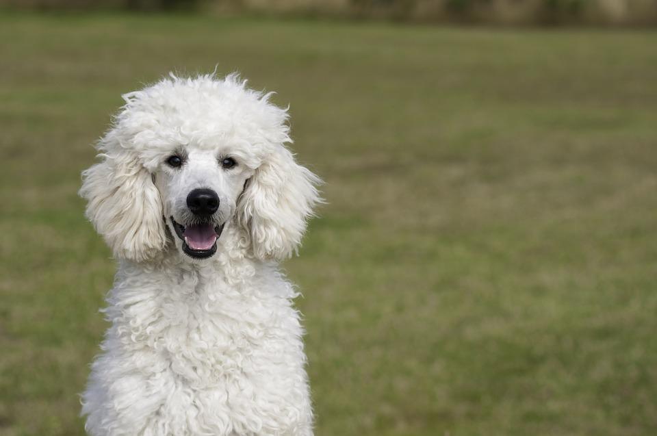 Foto de um cachorro da raça poodle em um gramado