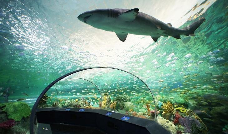 vista de dentro do Ripley's Aquarium, com uma visão em 180º de seres da vida marinha, com um tubarão acima.