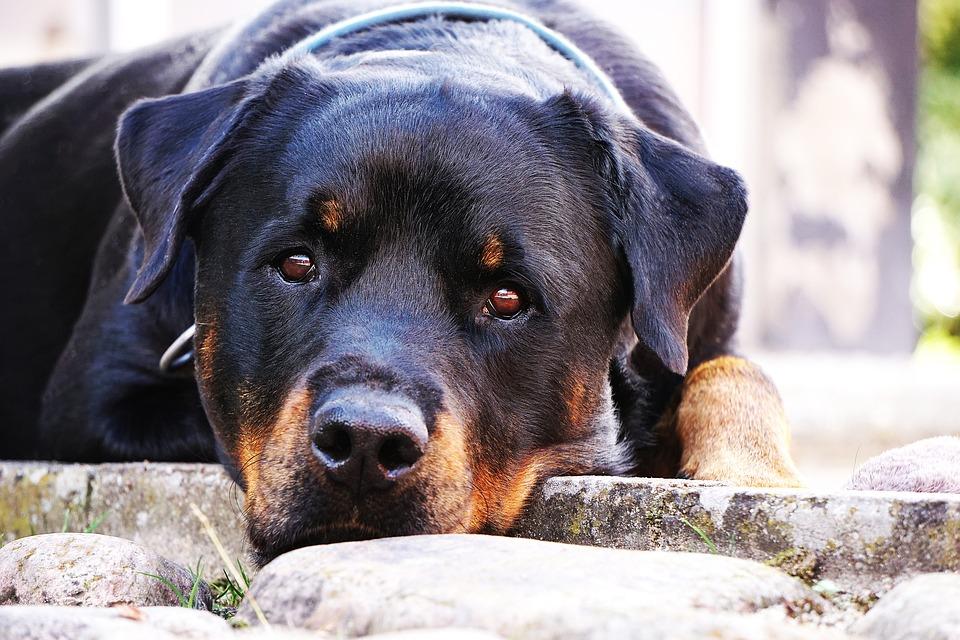 Cão da raça Rottweiler adulto deitado em um chão de pedras olhando para a câmera