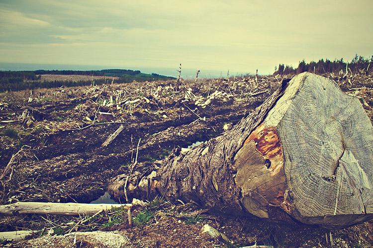 árvores, desmatamento, floresta devastada