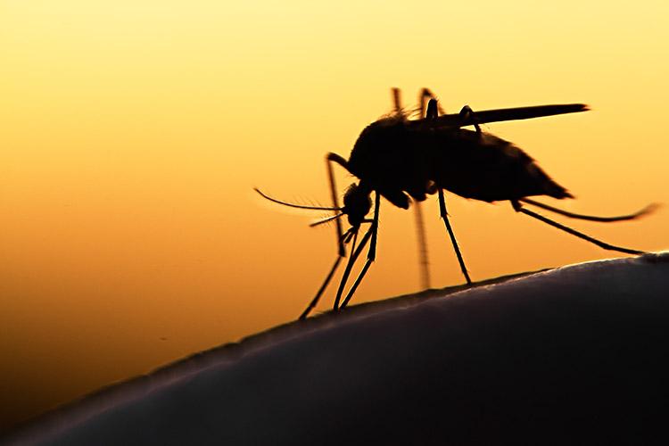 mosquisto dengue por sol