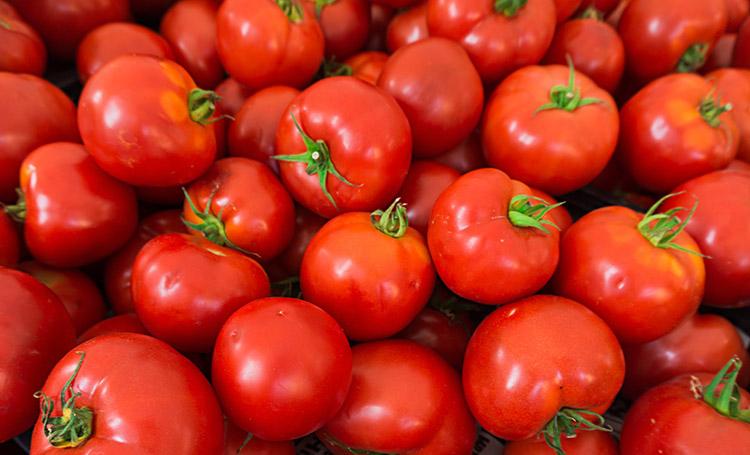 Tomates, vermelhos, maduros, fundo vermelho