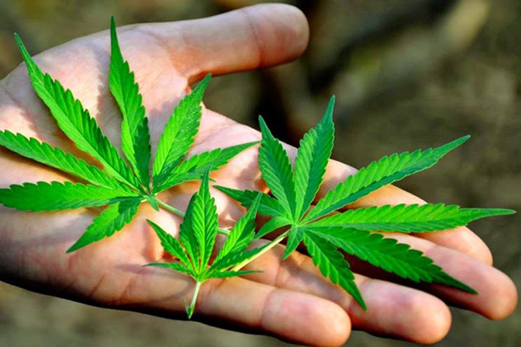 Primeiro medicamento à base de maconha Cannabis Sativa