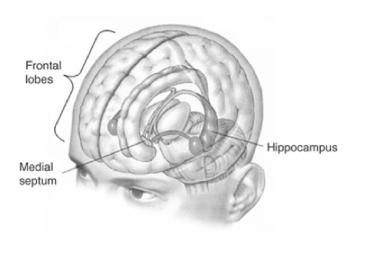 Cérebro, hipocampo, lobo frontal, molaison