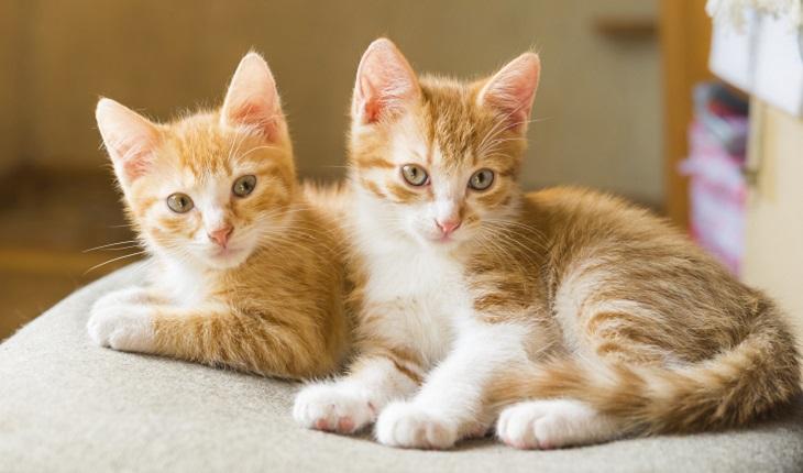 A foto mostra dois gatos com uma expressão curiosa. Exercícios para o cérebro