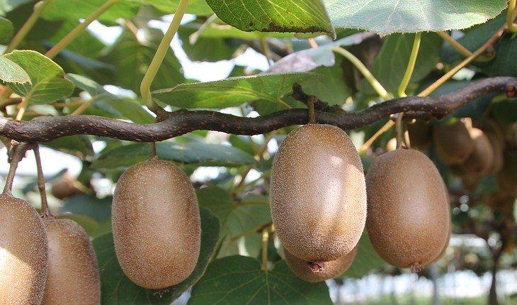 Kiwi fruta