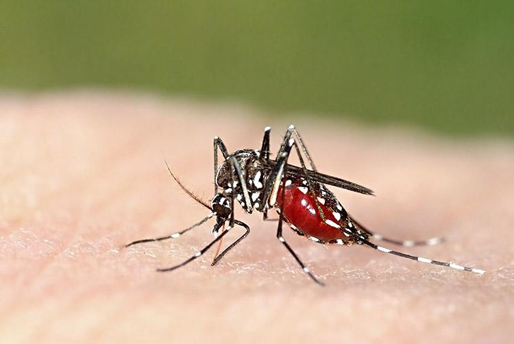 pernilongo mao pessoa mosquitos doencas 