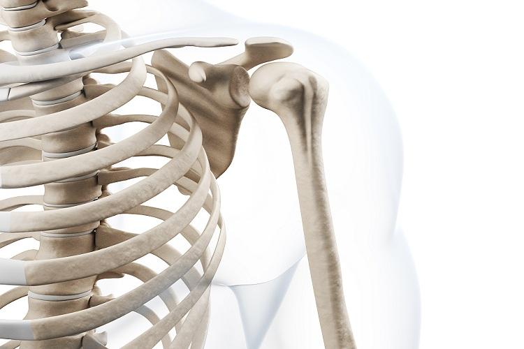 esqueleto-ossos-osteoporose
