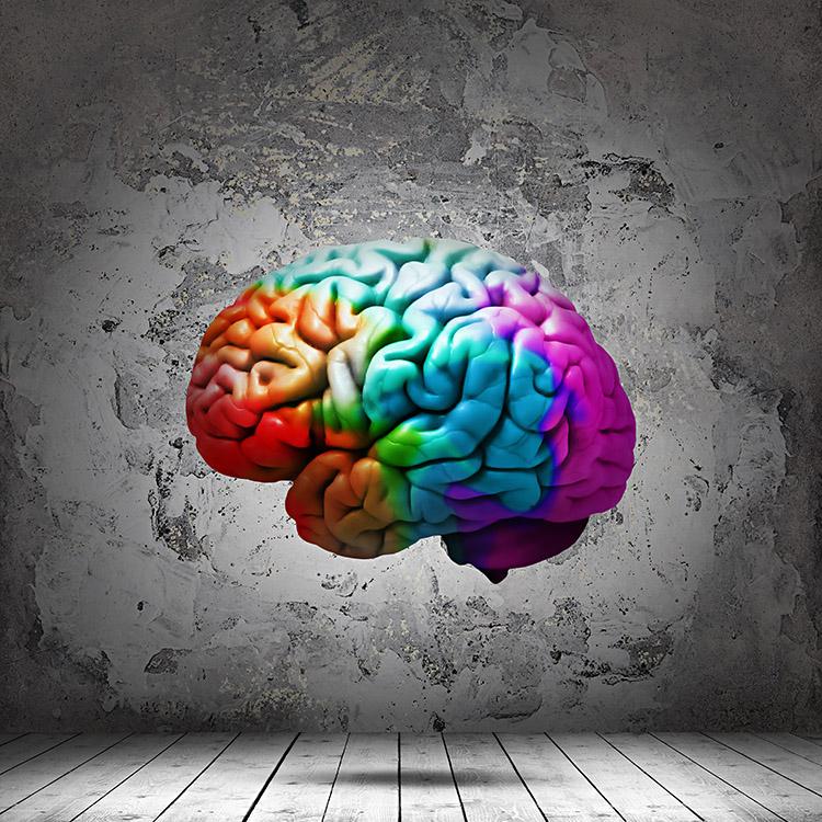 cérebro colorido com fundo cinza