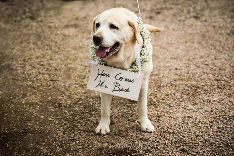 Bichos de estimação no casamento: Cachorro com plaquinha de casamento