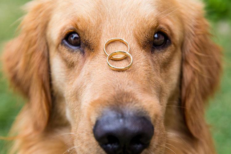 Bichos de estimação no casamento: Cachorro equilibrando alianças