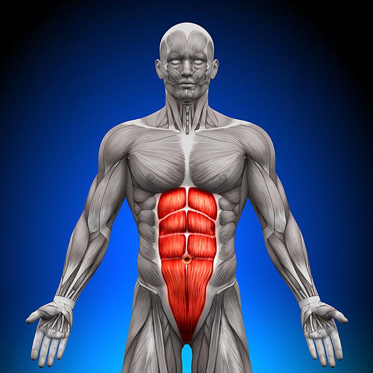 O corpo humano é formado por órgãos de extrema importância e por outros que podem ser retirados