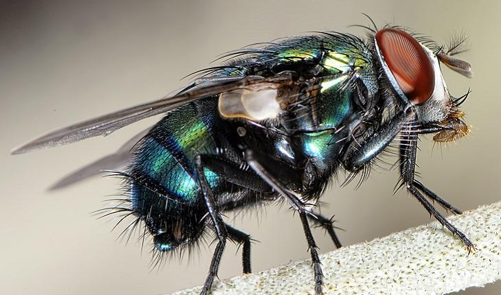 A foto mostra uma mosca bem de perto, fazendo referência às pragas