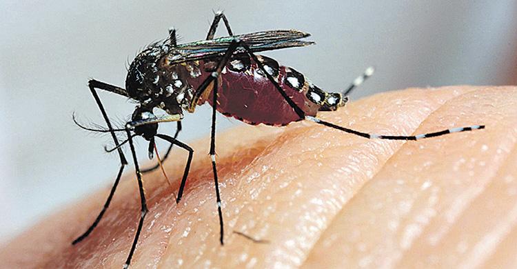 Vacina contra zika mosquito