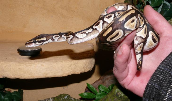 foto de uma cobra pyton na mão de uma pessoa