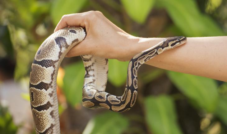 Cobra enrolada em mão humana